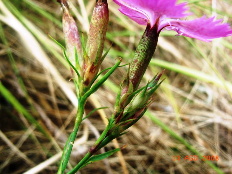 Altro Dianthus